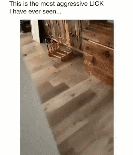 Котики Котики