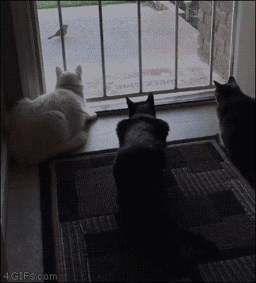 Котики Котики