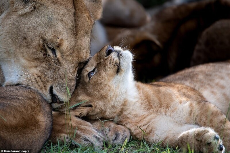 Цари зверей на грани вымирания: потрясающие снимки африканских львов