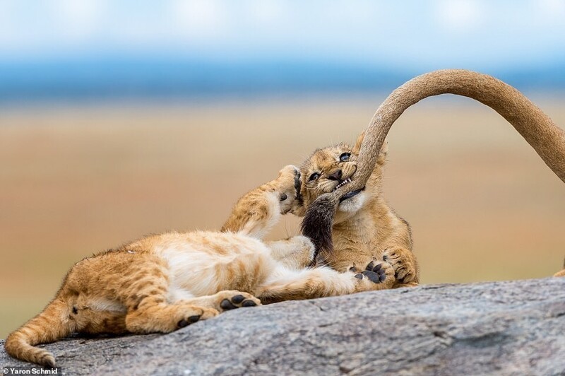 Цари зверей на грани вымирания: потрясающие снимки африканских львов