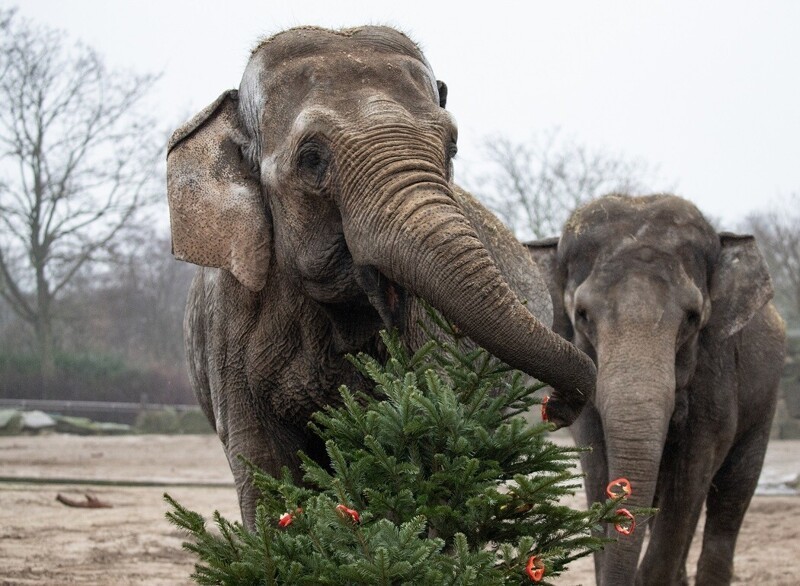 Все уже елки выкинули?  Зоопарк в Берлине утилизировал новогодние деревья вот так.