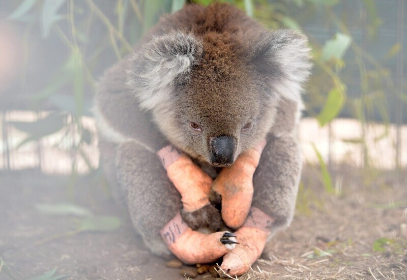 Травмированная коала в Центре дикой природы в Парндане, остров Кенгуру, Австралия, 19 января 2020. (Фото Tracey Nearmy):