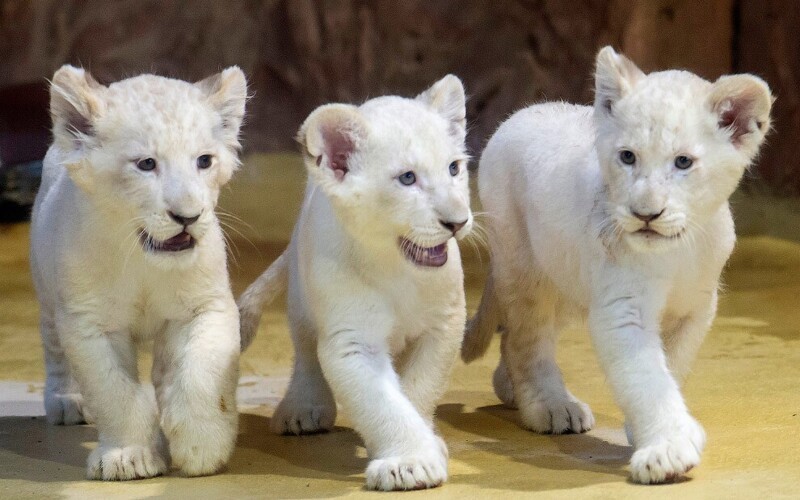 Троица. Белые львята в зоопарке в Магдебурге, Германия. (Фото Jens Meyer):