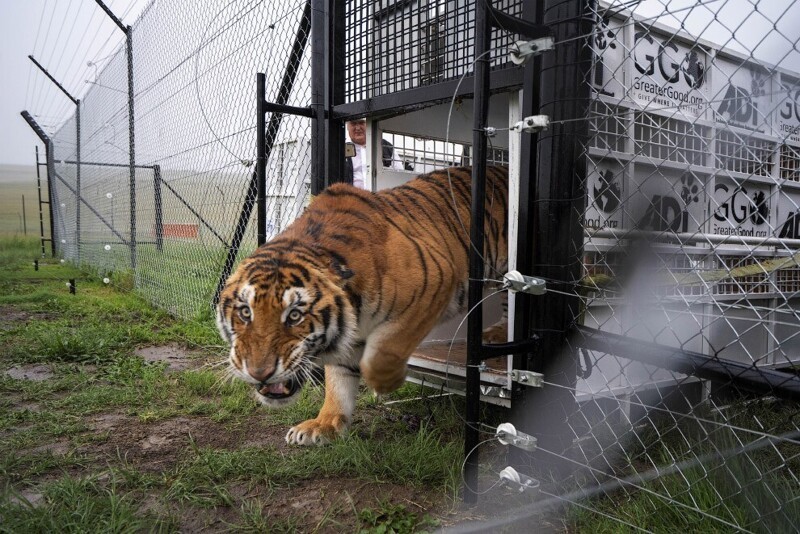 Прекрасный кот. Один из 17 спасенных тигров и львов из цирков Гватемалы, они были выпущены в Международном заповеднике дикой природы «Защитники животных» в Уинбурге, Южная Африка. (Фото Jerome Delay):