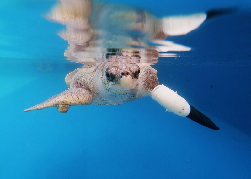 Черепаха по имени Гуди тестирует протез, который поможет другим морским черепахам, пострадавшим от рыболовных снастей, Пхукет, Таиланд. (Фото Jiraporn Kuhakan):