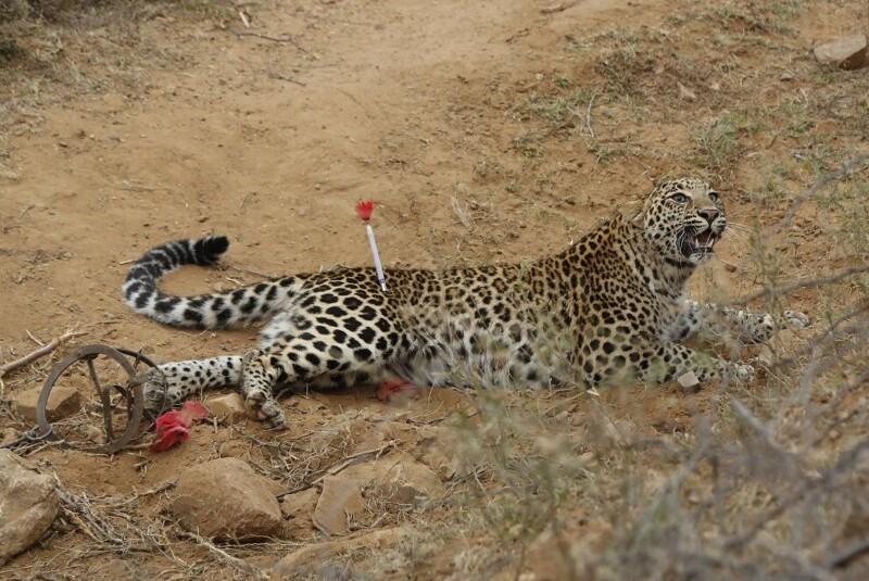 Киса. Попавший в чью-то ловушку леопард. В него выстрелили транквилизатором, потом вылечат лапу и отпустят. Штат Раджастхан, Индия. (Фото Deepak Sharma):