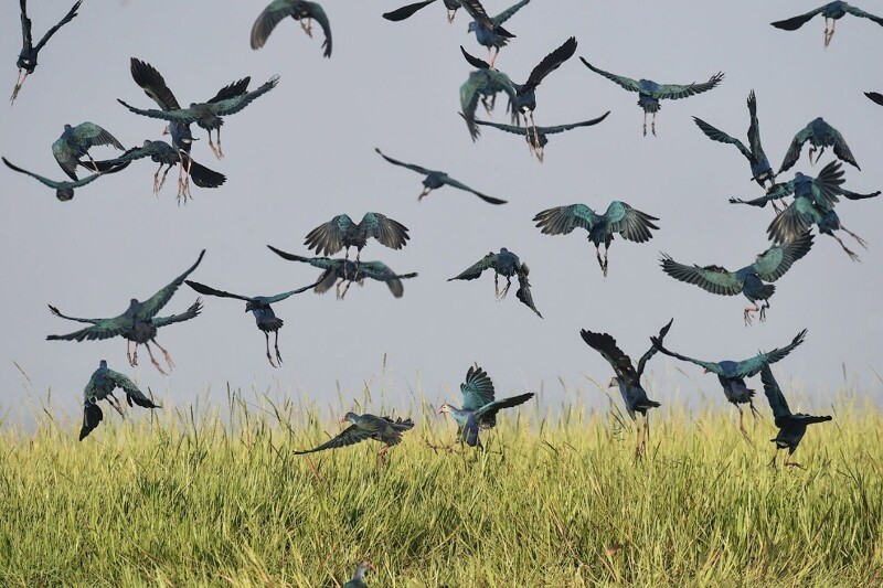 Красивая стая птиц на водно-болотных угодьях в 70 милях к северу от Янгона, Мьянма. (Фото Ye Aung Thu):