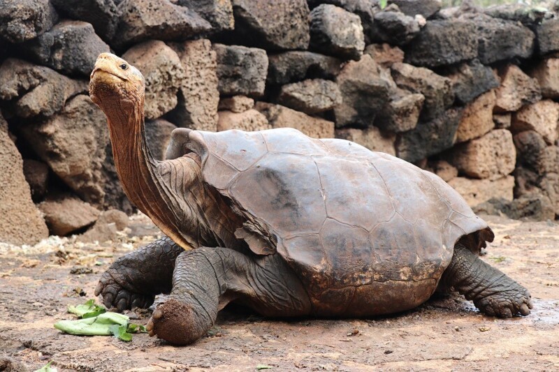 Национальный парк на Галапагосских островах и гигантская черепаха. (Фото Galapagos National Park):