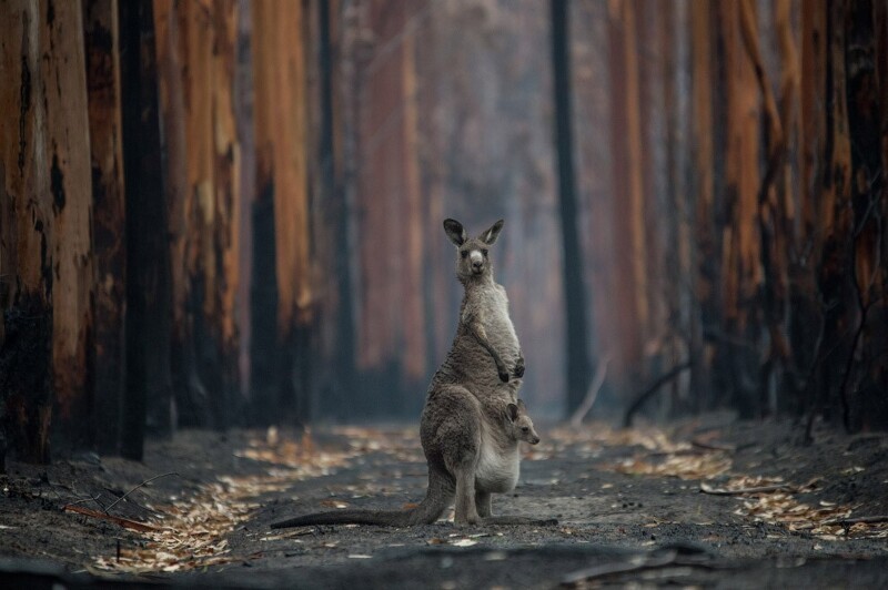Кенгуру и обгоревшие деревья в лесу к юго-западу от Аделаиды, 16 января 2020. (Фото Jo-Anne McArthur):