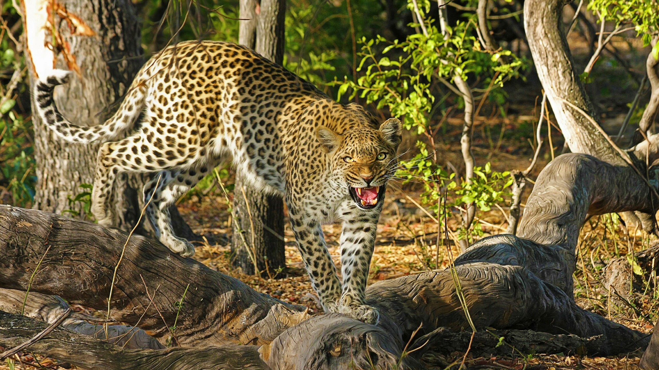 Видео диких хищников. Леопард в саванне. Леопард гепард в дикой природе. Леопард Саванна Кения. Африка Саванна гепард.