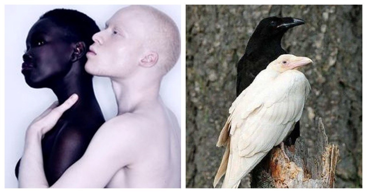 Альбиносы люди и животные фото