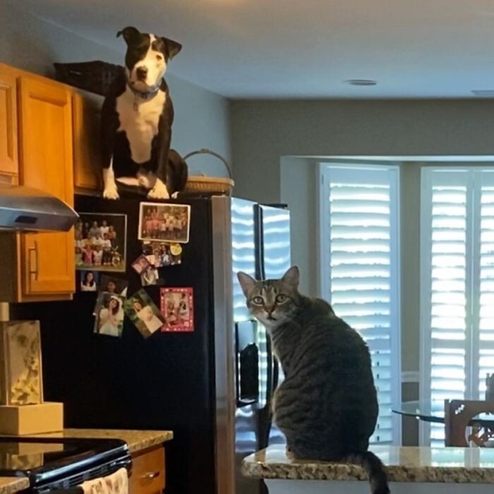 Питбуль живет среди котов, и считает себя одним из них
