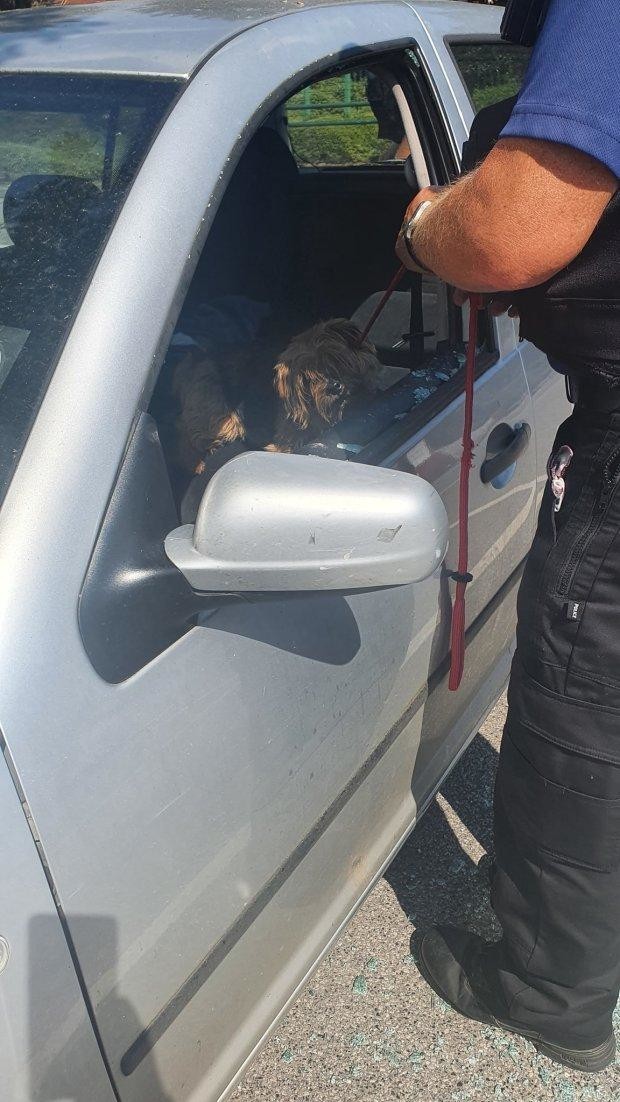 Мужчина разбил окно машины, чтобы вытащить собаку
