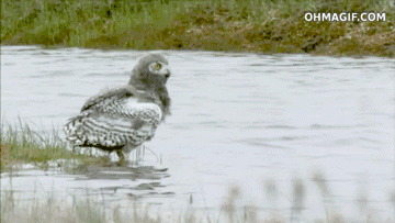 Гифки разные Гифки разные