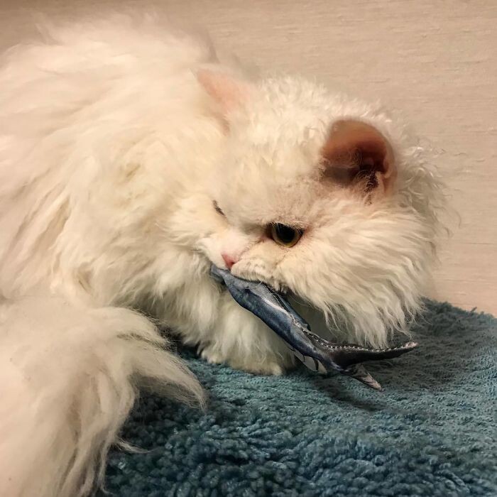 Чирико - вечно недовольная кошка из Японии