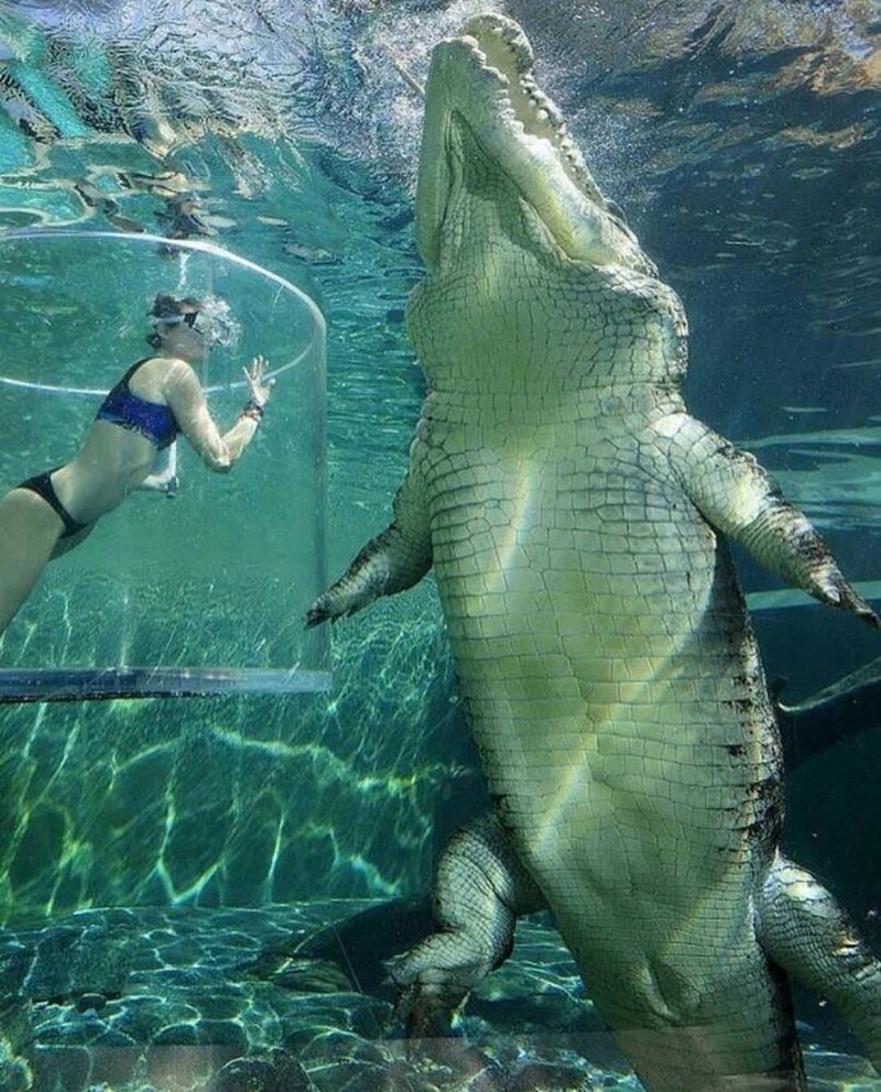 Крокодильчик: