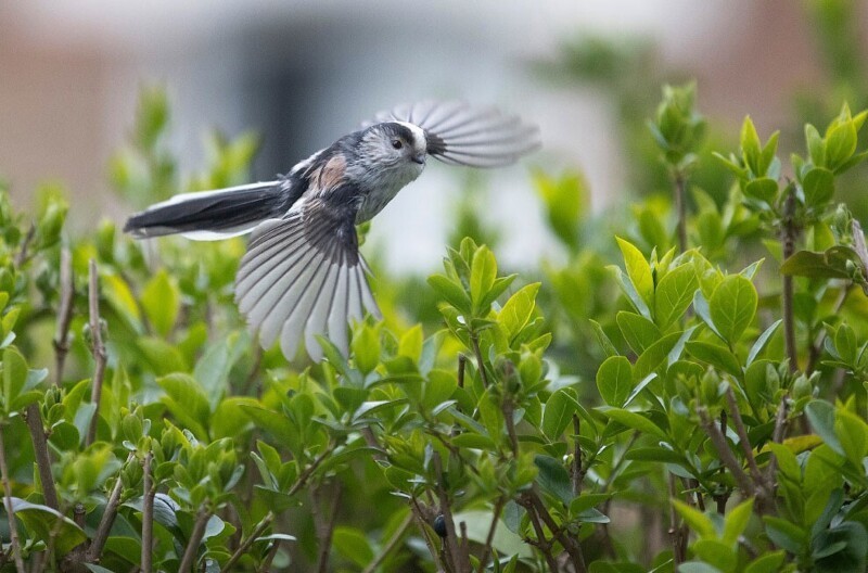 Длиннохвостая синица — одна из мелких певчих птиц отряда воробьинообразных. (Фото Tom Jenkins):