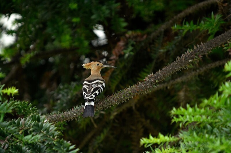 Удод— небольшая ярко окрашенная птица с длинным узким клювом и хохолком, иногда раскрываемым в виде веера. (Фото Narayan Maharjan):