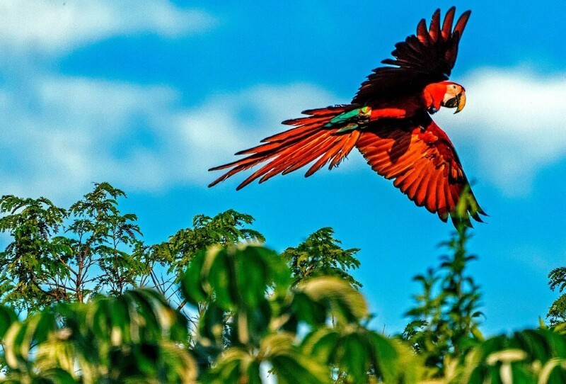 Ара — крупный попугай. Населяют высокоствольные тропические леса, как в равнинных, так и в горных областях. (Фото Rewilding Argentina):