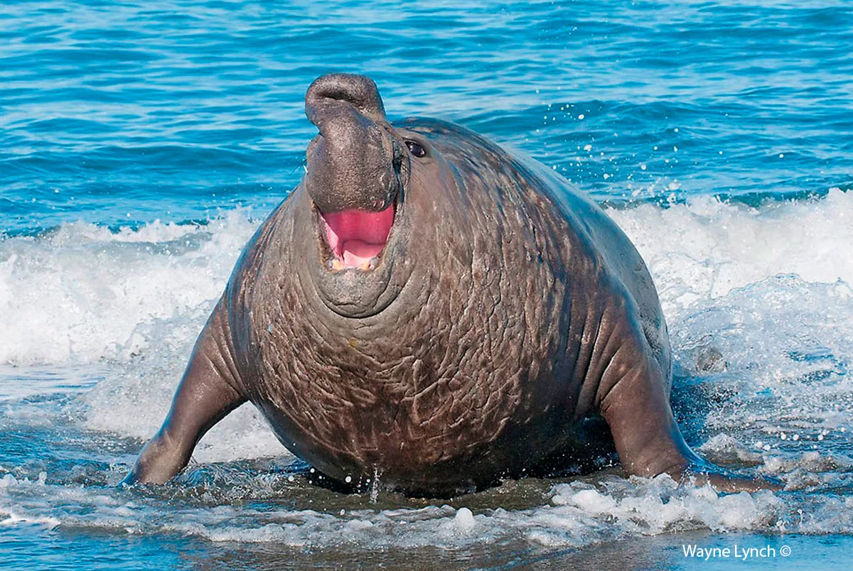Северный морской слон: Ждун — жесточайшее существо на планете. И как