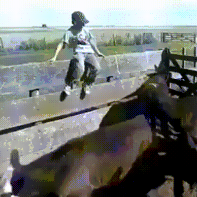 Животное не растерялось