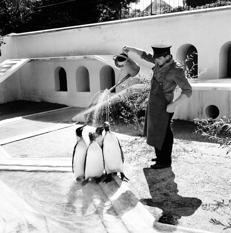 8. Душ для пингвинов Дания, 1957 г.