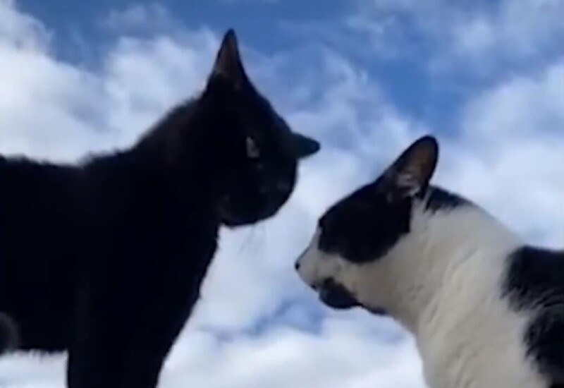 Интеллектуальная беседа двух кошек