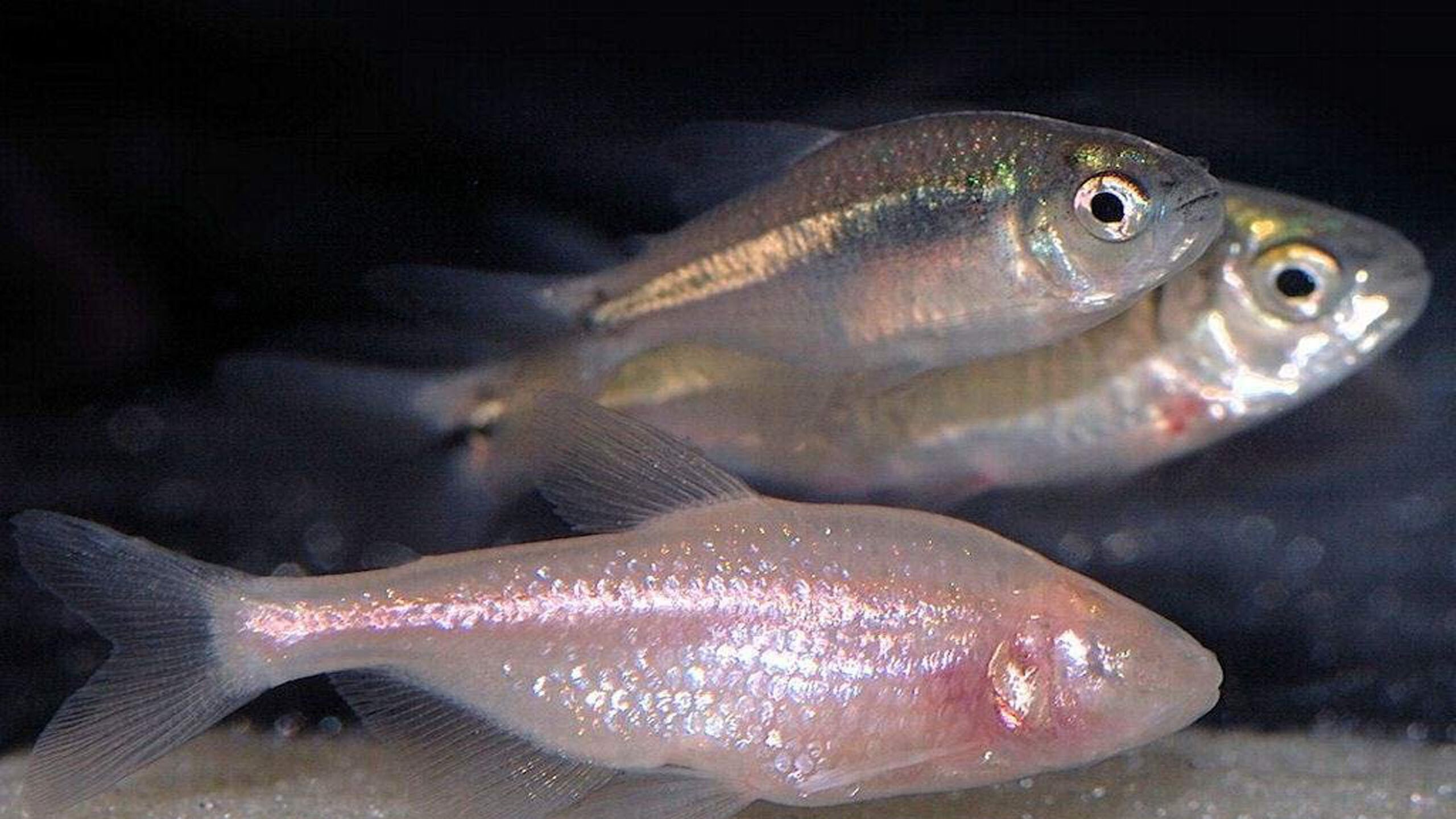 Cave fishing. Astyanax mexicanus. Астианакс мексиканский (слепая рыба). Слепая Пещерная рыба тетра. Астианакс слепая рыбка.