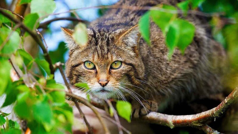 Дикие кошки, сервал, каракал, лесной кот