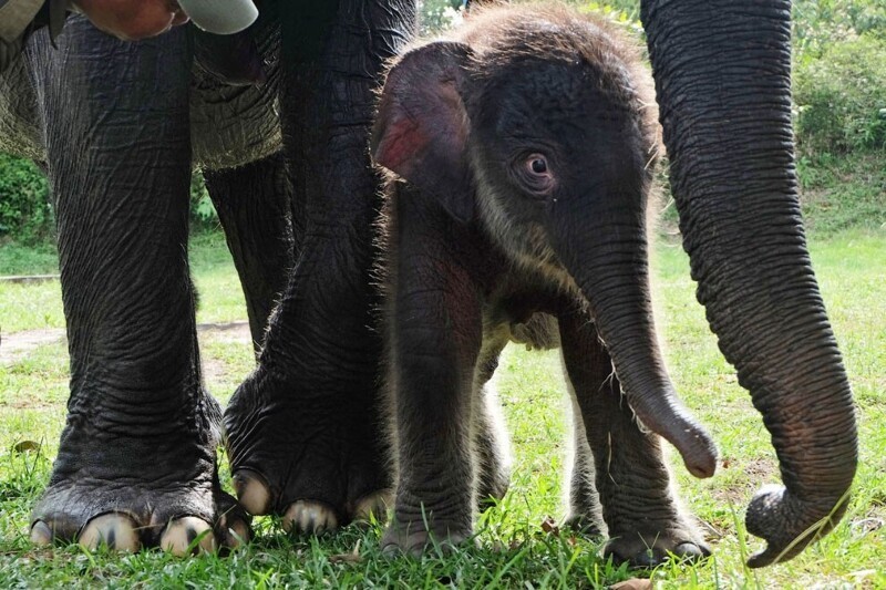 Суматранский слон — один из трёх общепризнанных подвидов азиатского слона, эндемик индонезийского острова Суматра. (Фото Riau Images):