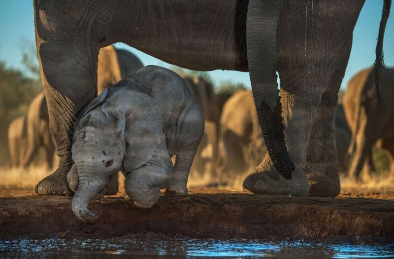 Слоны на водопое в Ботсване. (Фото Greg Du Toit):