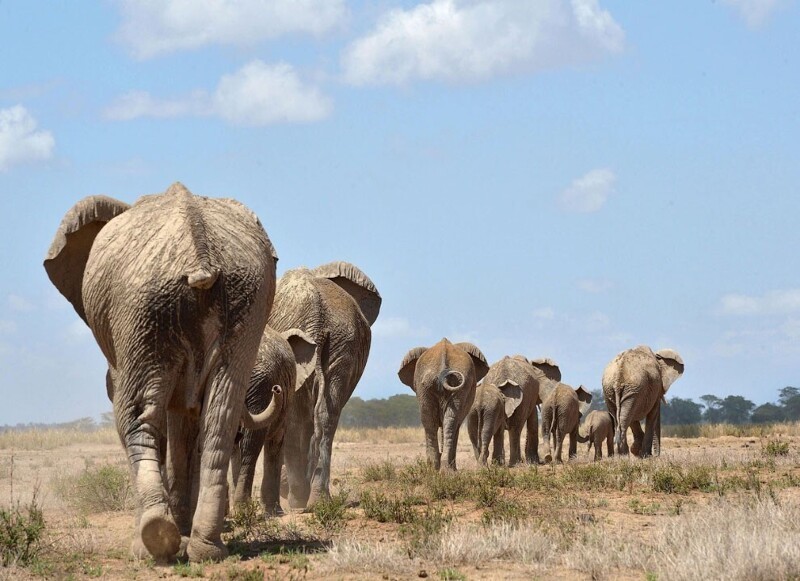 Слоны выходят к водопою в национальном заповеднике Амбосели. (Фото Tony Karumba):