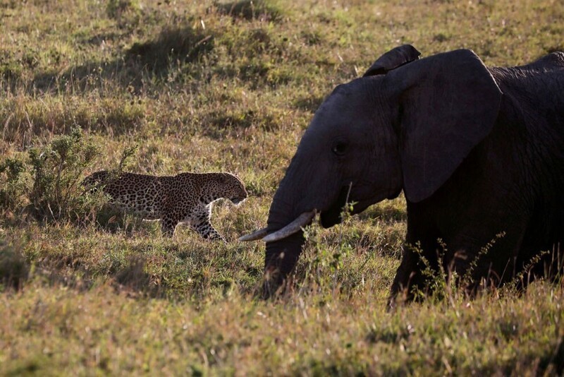 Слон и леопард. (Фото Baz Ratner):