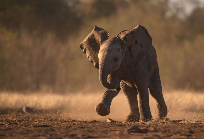Еще один слоненок в заповеднике Ботсваны. (Фото Greg Du Toit):