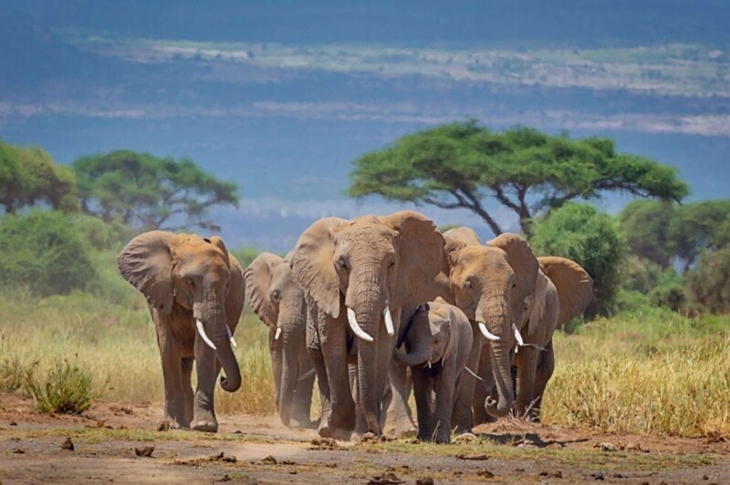 Не стой у них на пути в национальном парке Амбосели, Кения. (Фото Diana Robinson Photography):
