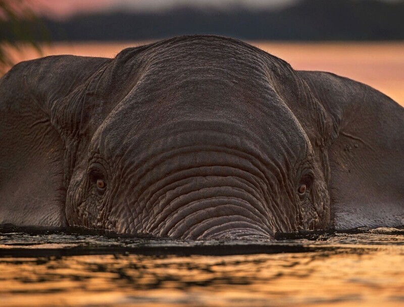 Слоненок плавает в водоеме в Ботсване. (Фото Greg Du Toit):