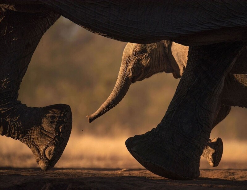 Жизнь слонов в Ботсване в заповеднике Машату. (Фото Greg Du Toit):
