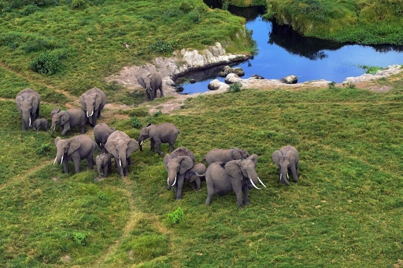 Слоны возле источника в национальном парке Амбосели в Кении. (Фото Tony Karumba):