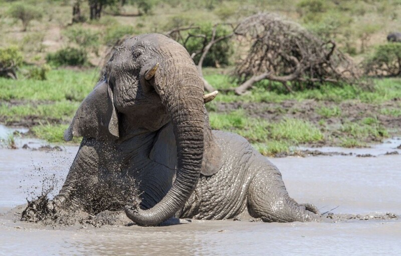 Засуха в Африке, а в грязи хорошо! (Фото Stacey Farrell):
