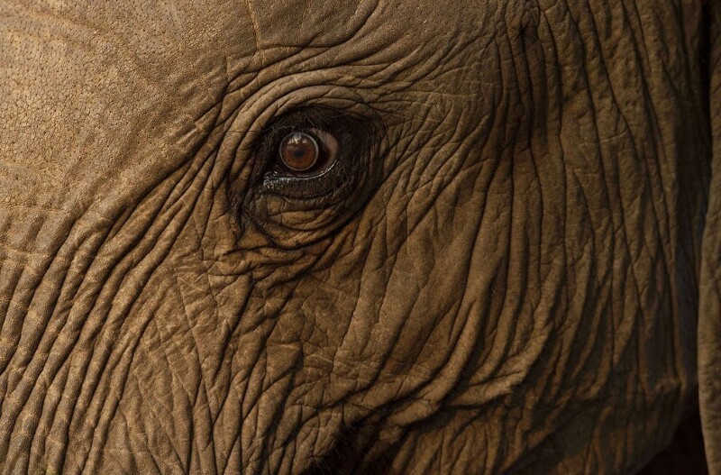 Взгляд слона. (Фото Greg Du Toit):