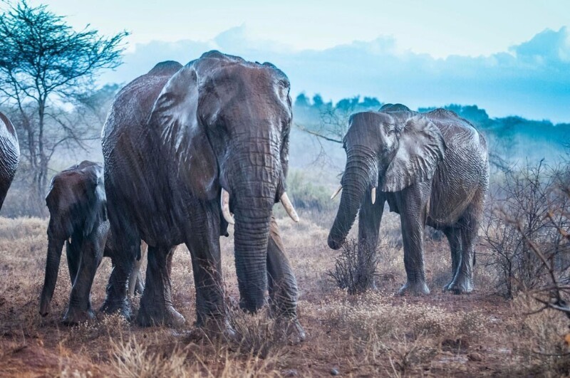 Семья слонов во время ливня в Кении. (Фото Ingo Gerlach):