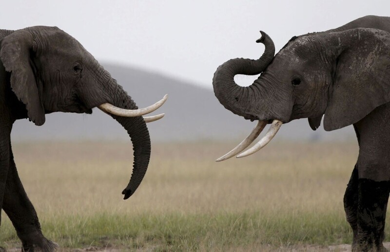 Слоны играют в национальном парке Амбосели. (Фото Goran Tomasevic):