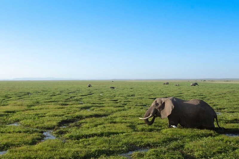 Слоны в национальном парке Амбосели в Кении.