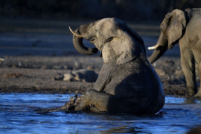Довольный слон в дельте Окаванго. (Фото Monirul Bhuiyan):