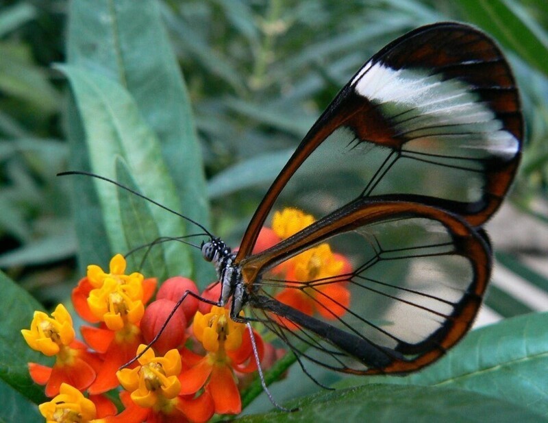 Стеклянная бабочка, которая, конечно, не из стекла, но имеет прозрачные крылья