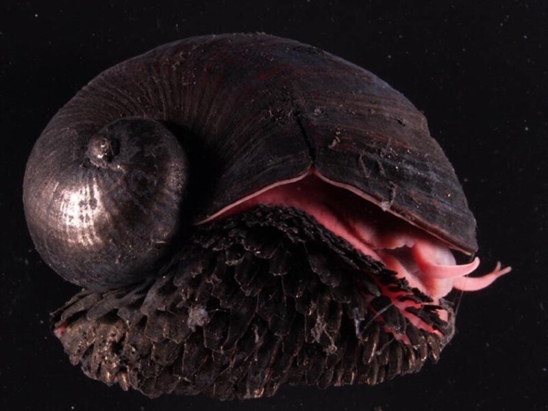 Chrysomallon squamiferum — вид моллюсков, обитающий около глубоководных гидротермальных источников. Единственный известный организм, у которого одним из материалов скелета служат сульфиды железа