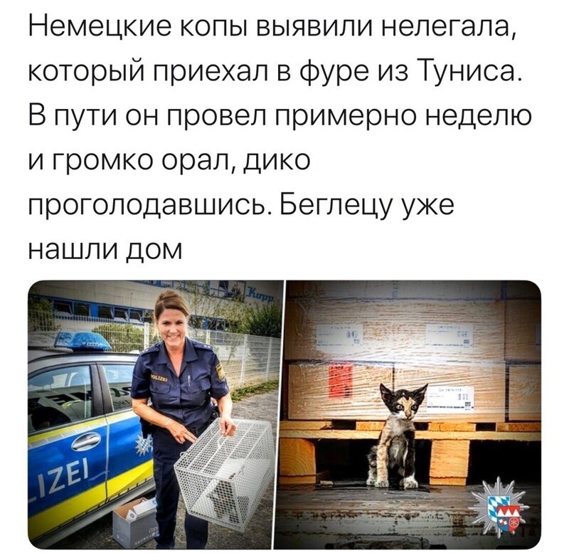 Политические комментарии из инета