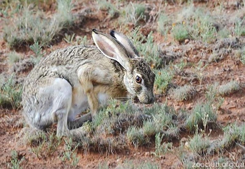 Чернохвостый заяц: Венозный эхолокатор. Как живут зайцы с огромными ушами-радарами?