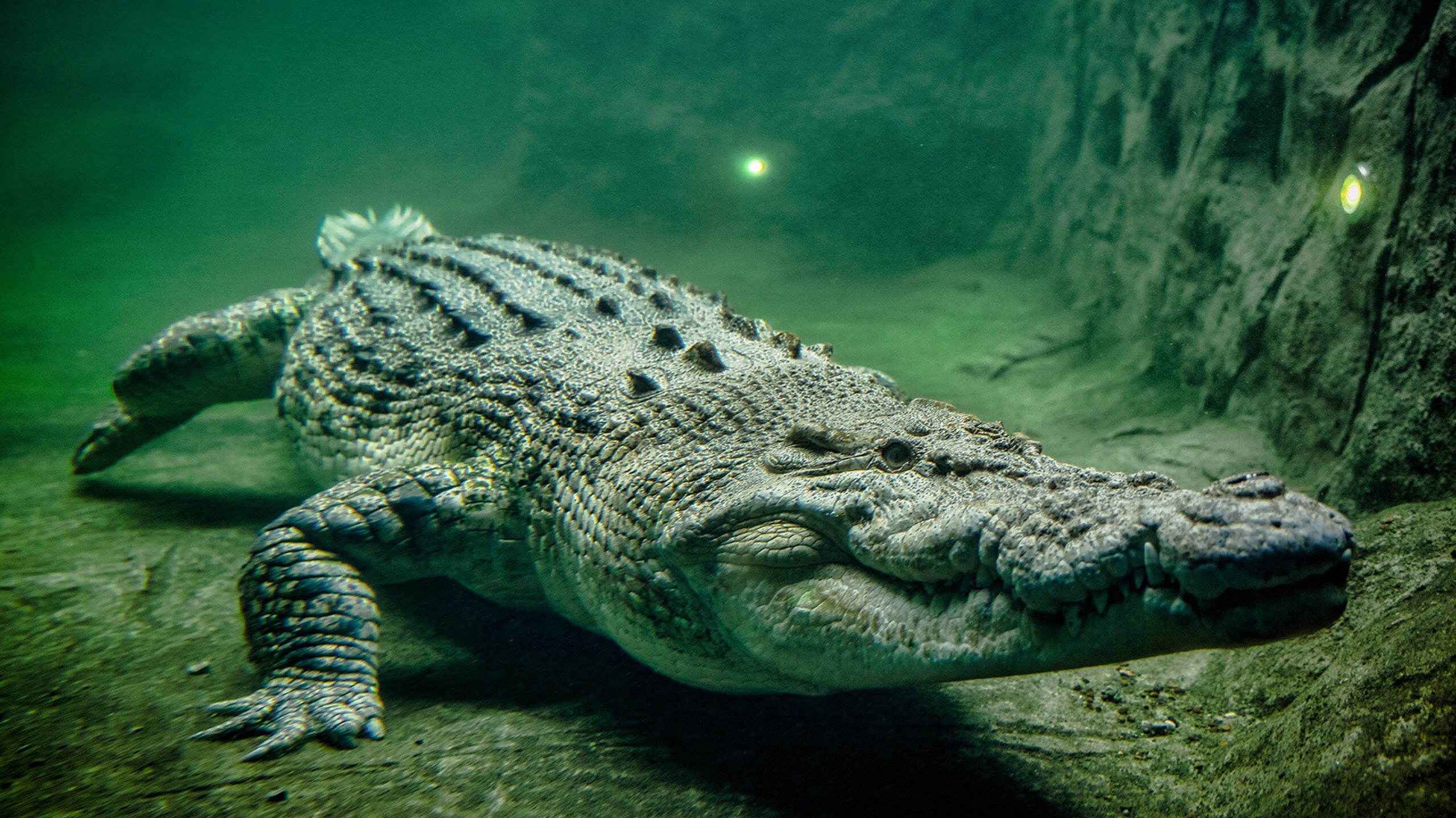Крокодил картинка. Морской гребнистый крокодил. Гребнистый крокодил Рамри. Крокодил Аллигатор Кайман. Крокодил Аллигатор Кайман гавиал.