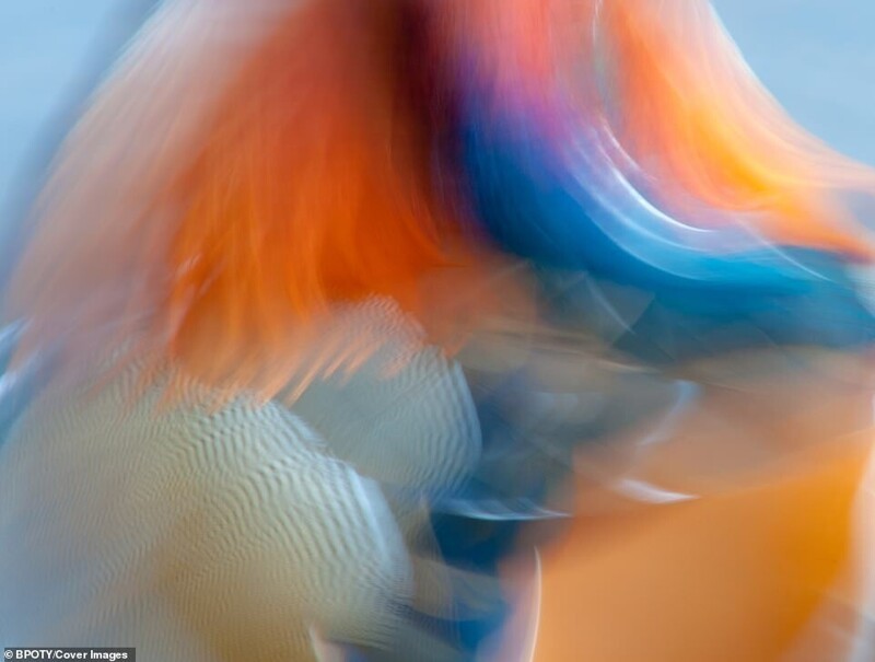 Оперение утки-мандаринки, фотограф Джеймс Хадсон, Великобритания